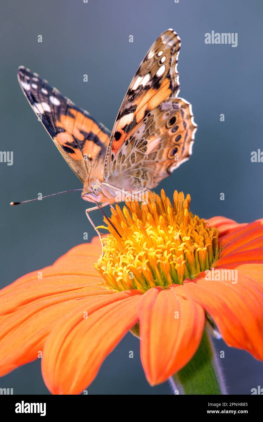 Painted Lady or Cosmopolitan butterfly Vanessa cardui resting on