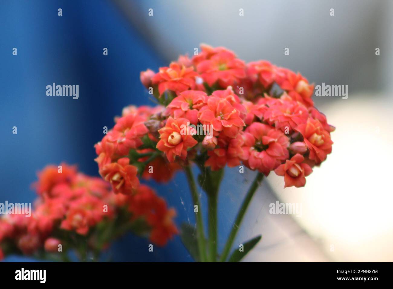 Blossom flaming katy (kalanchoe), selective focus on orange kalanchoe flower. Stock Photo