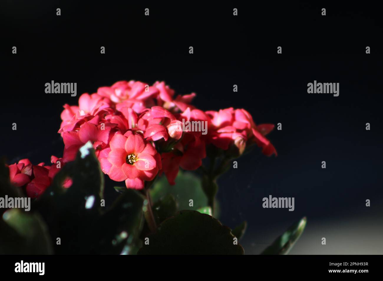 Blossom flaming katy (kalanchoe), selective focus on pink kalanchoe flower. Stock Photo