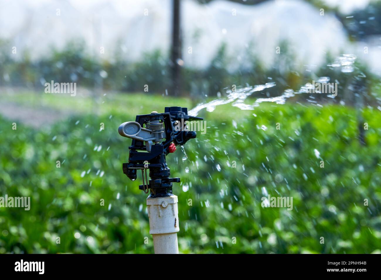 Automated sprinkler irrigation system and sprinkler heads in farm field ...