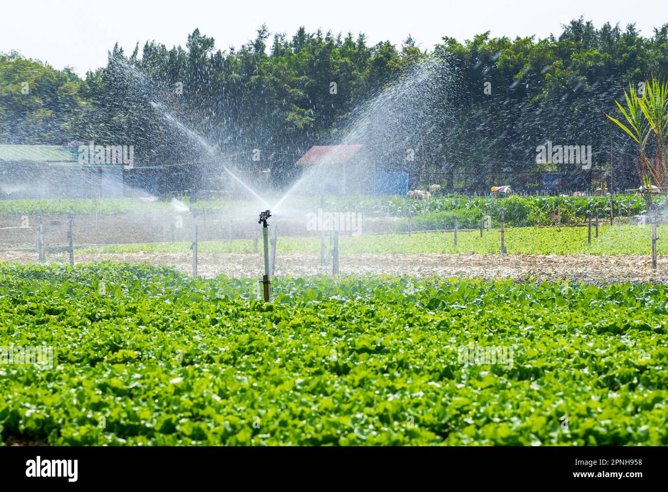 Automated sprinkler irrigation system and sprinkler heads in farm field
