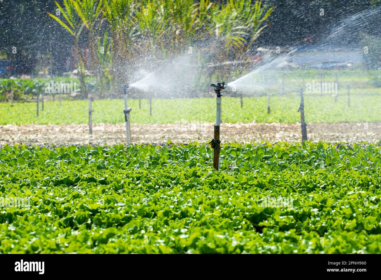 Automated sprinkler irrigation system and sprinkler heads in farm field
