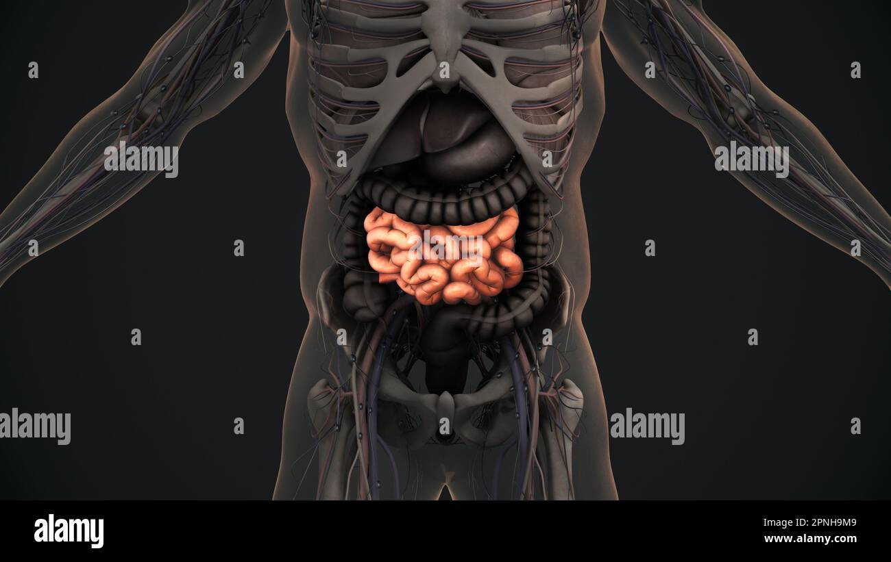 Human small intestine anatomy Stock Photo - Alamy