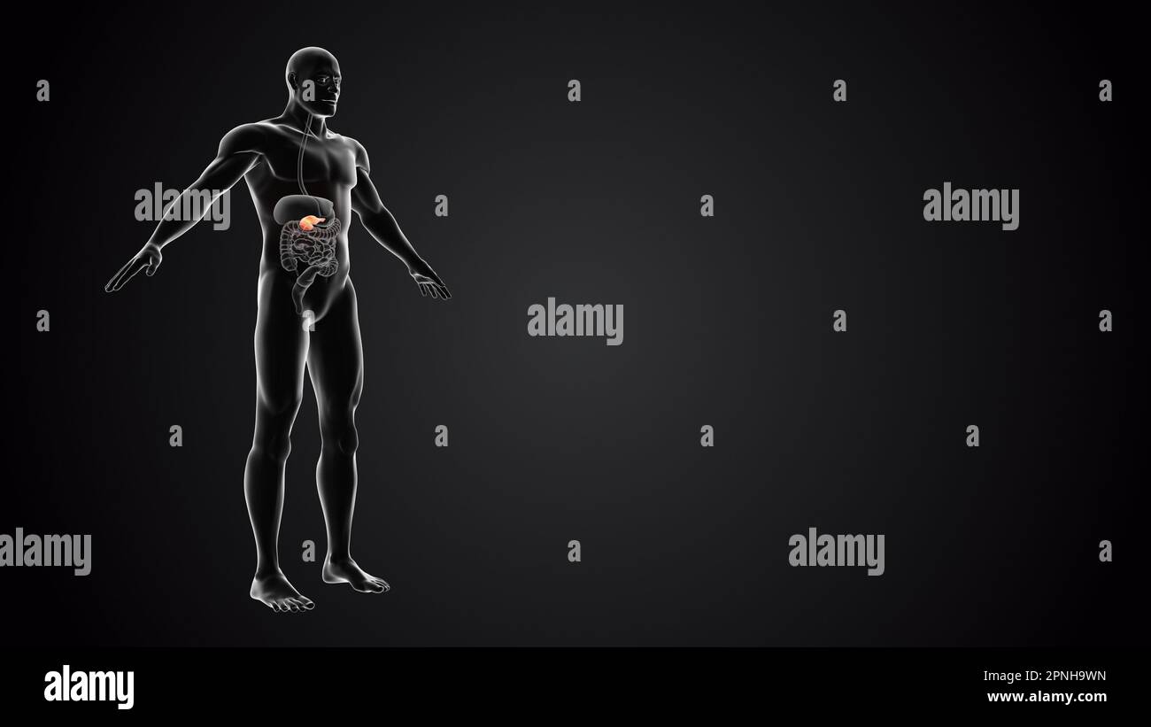 Human body with Pancreas anatomy Stock Photo Biology Diagrams