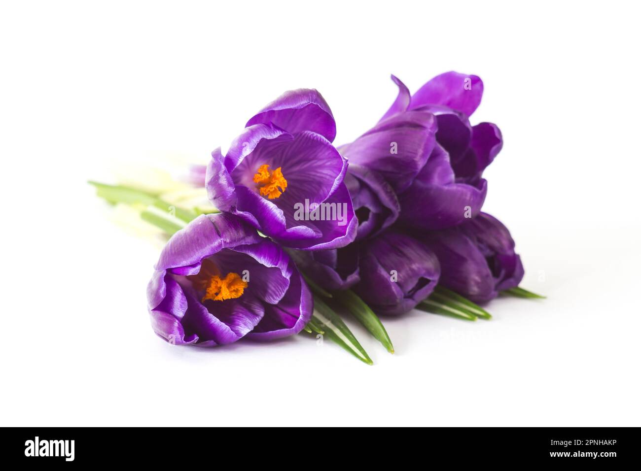 crocus flowers isolated on white background Stock Photo