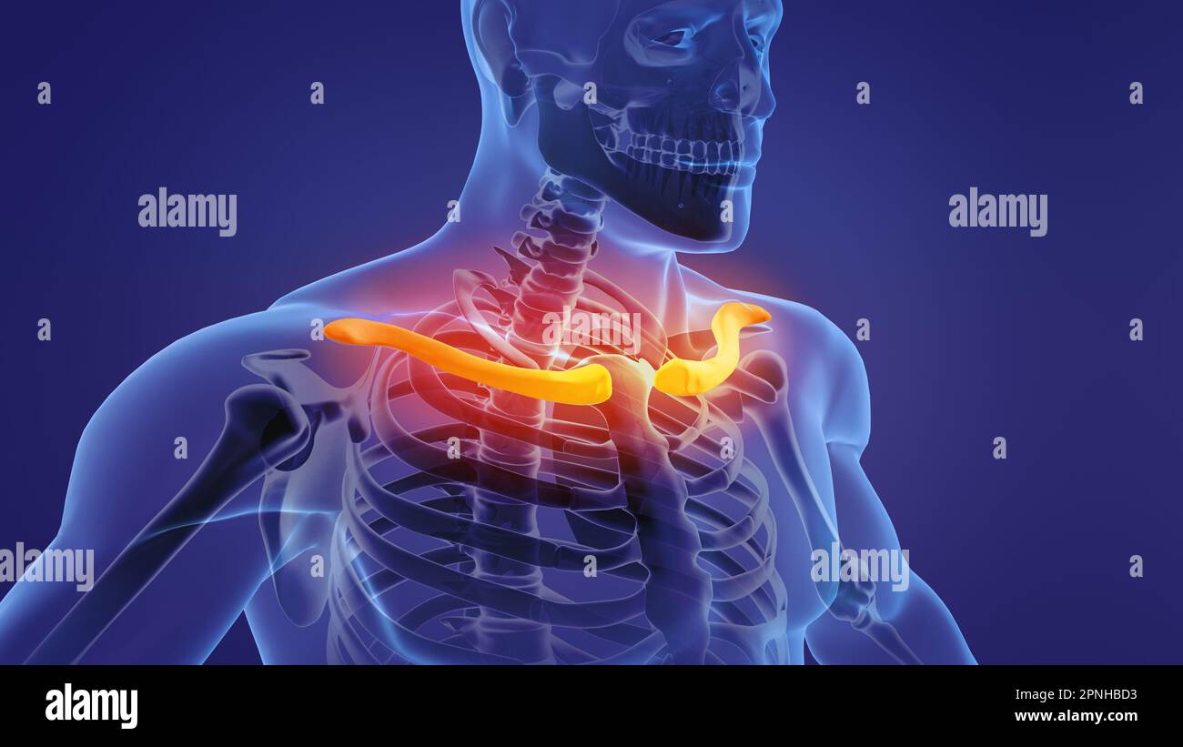 Human skeleton clavicle bones anatomy Stock Photo - Alamy