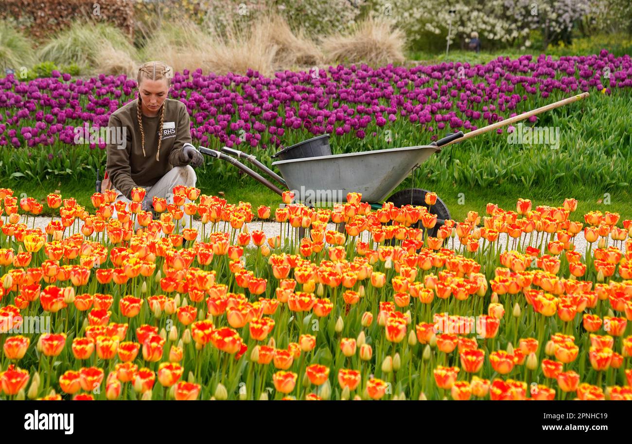 a-horticulturist-tends-to-tulips-on-display-at-rhs-garden-wisley-in