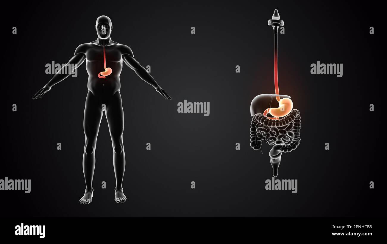 Human body with stomach anatomy Stock Photo