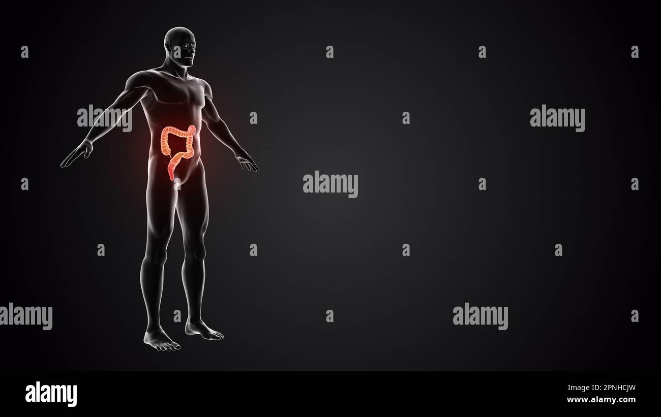 Human body with Large intestine Stock Photo