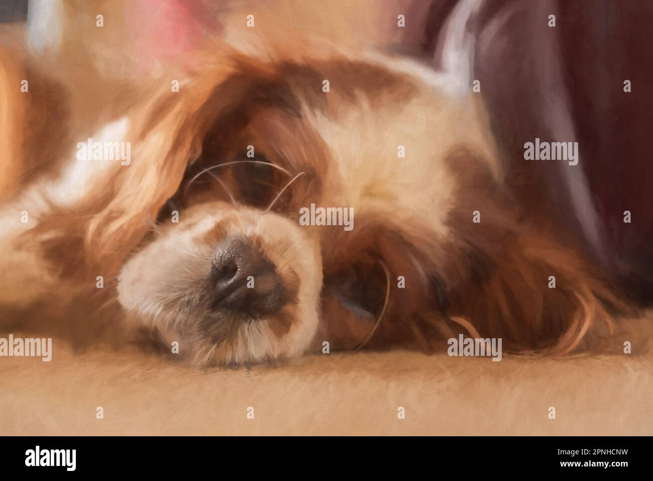 Digital painting of a closeup profile shot of a single isolated Blenheim Cavalier King Charles Spaniel. Stock Photo