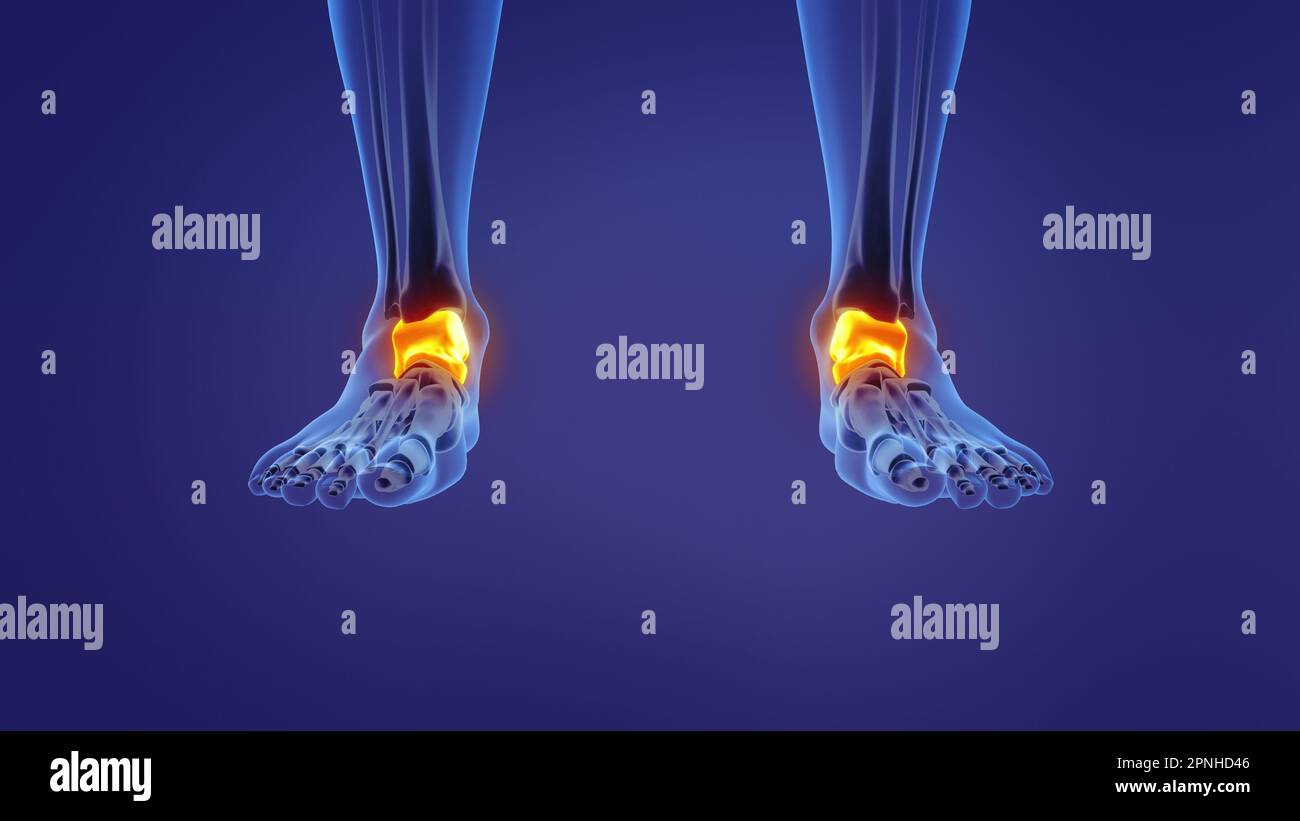 Anatomy of the human talus Stock Photo Alamy