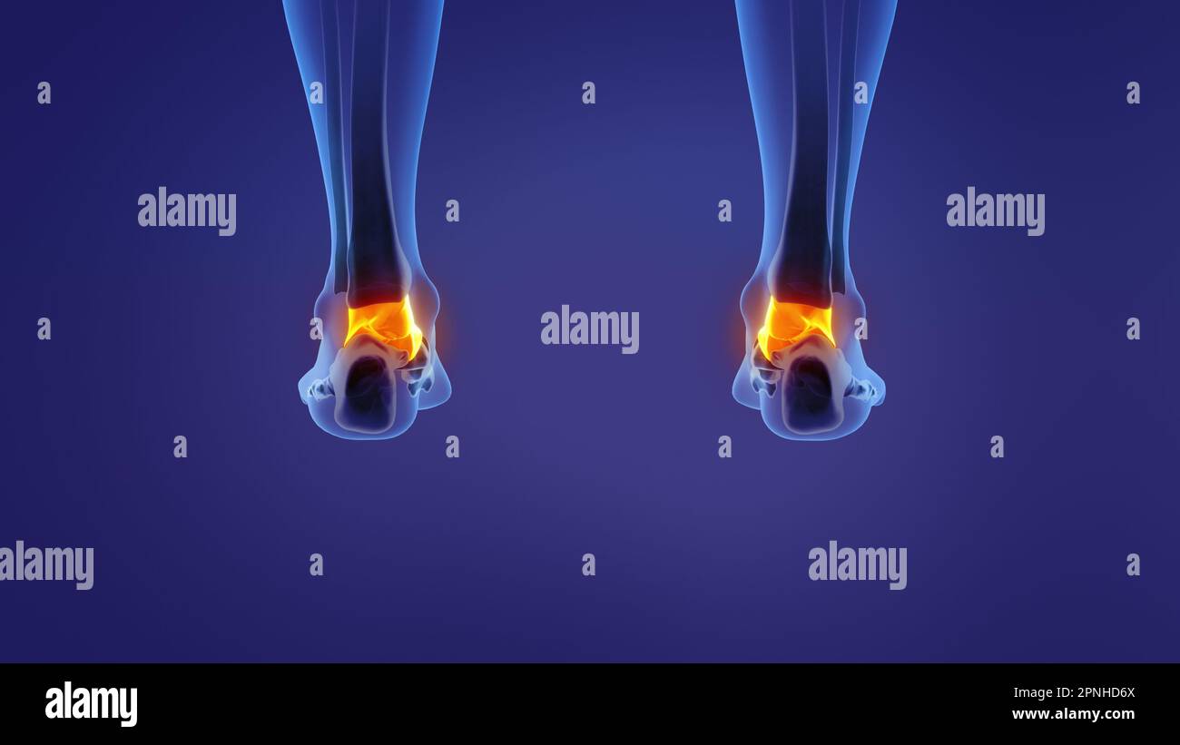 Anatomy of the human talus Stock Photo Alamy