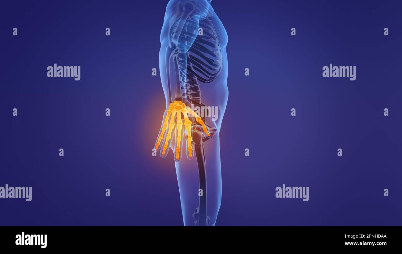 Anatomy of the human hand Stock Photo Biology Diagrams