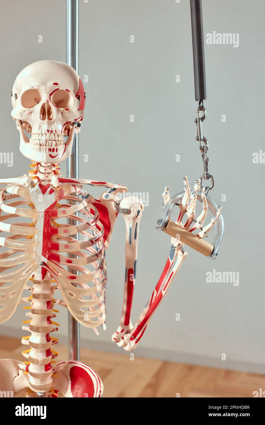 Skeleton, biology, anatomy and fitness learning. Pilates healthy lifestyle Stock Photo