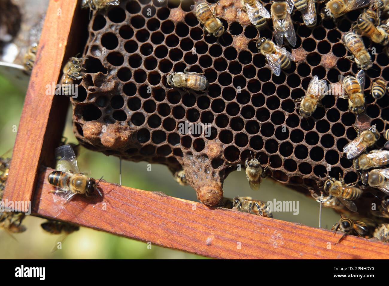 the super frame with the royal cells of the queen bee Stock Photo