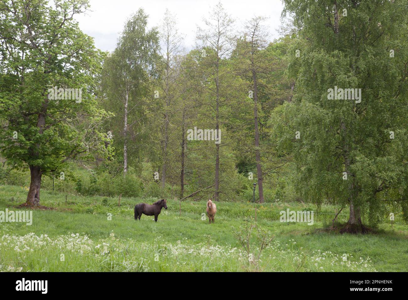 Grazing horses in a leafy meadow Stock Photo