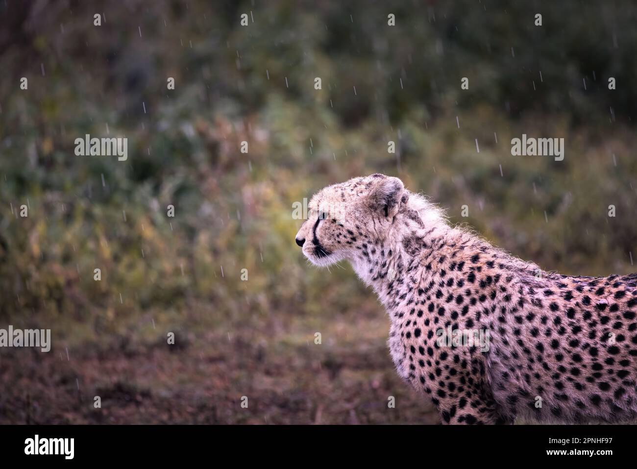 Wild majestic cheetah, a big cat, in the bush in the Serengeti National Park, Tanzania, Africa Stock Photo