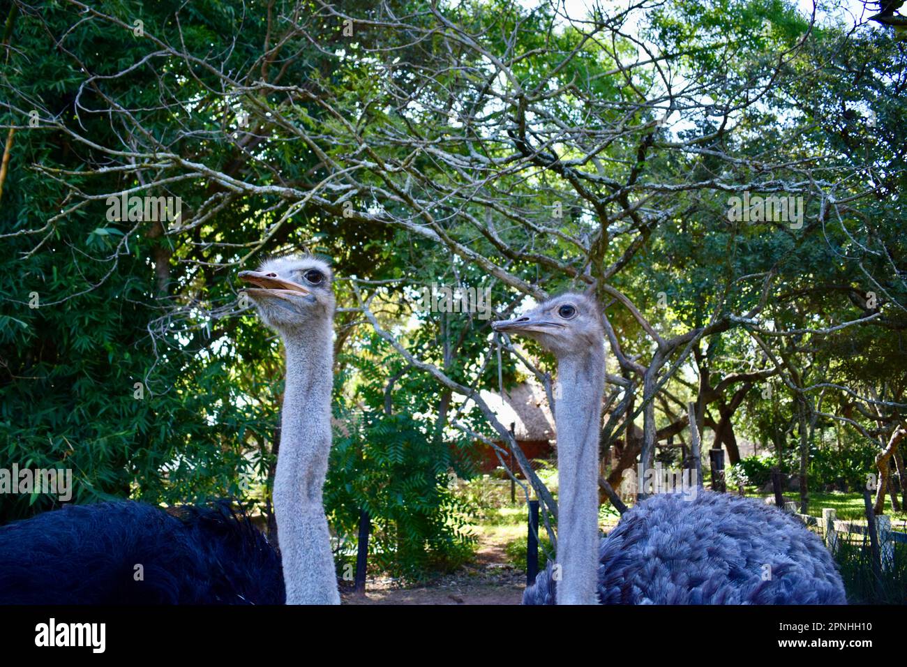 Two chatty ostriches at the Lion Park in Harare, Zimbabwe Stock Photo