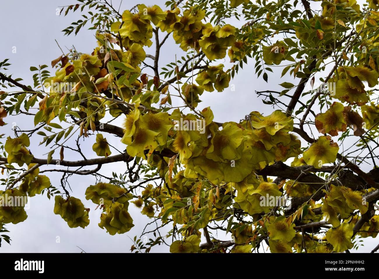 Burmese rosewood tree Stock Photo