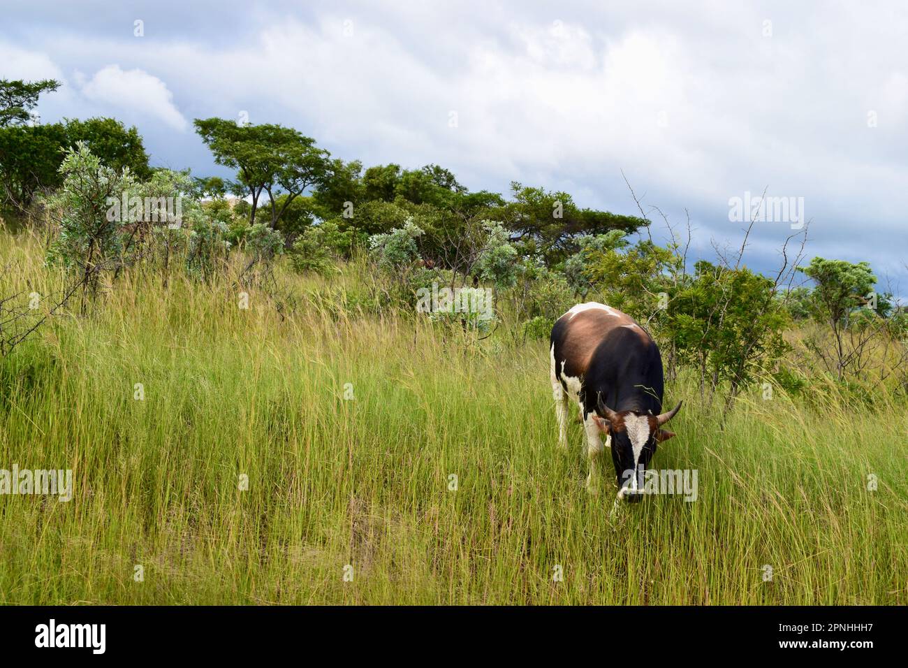 Cow with horns grazing Stock Photo