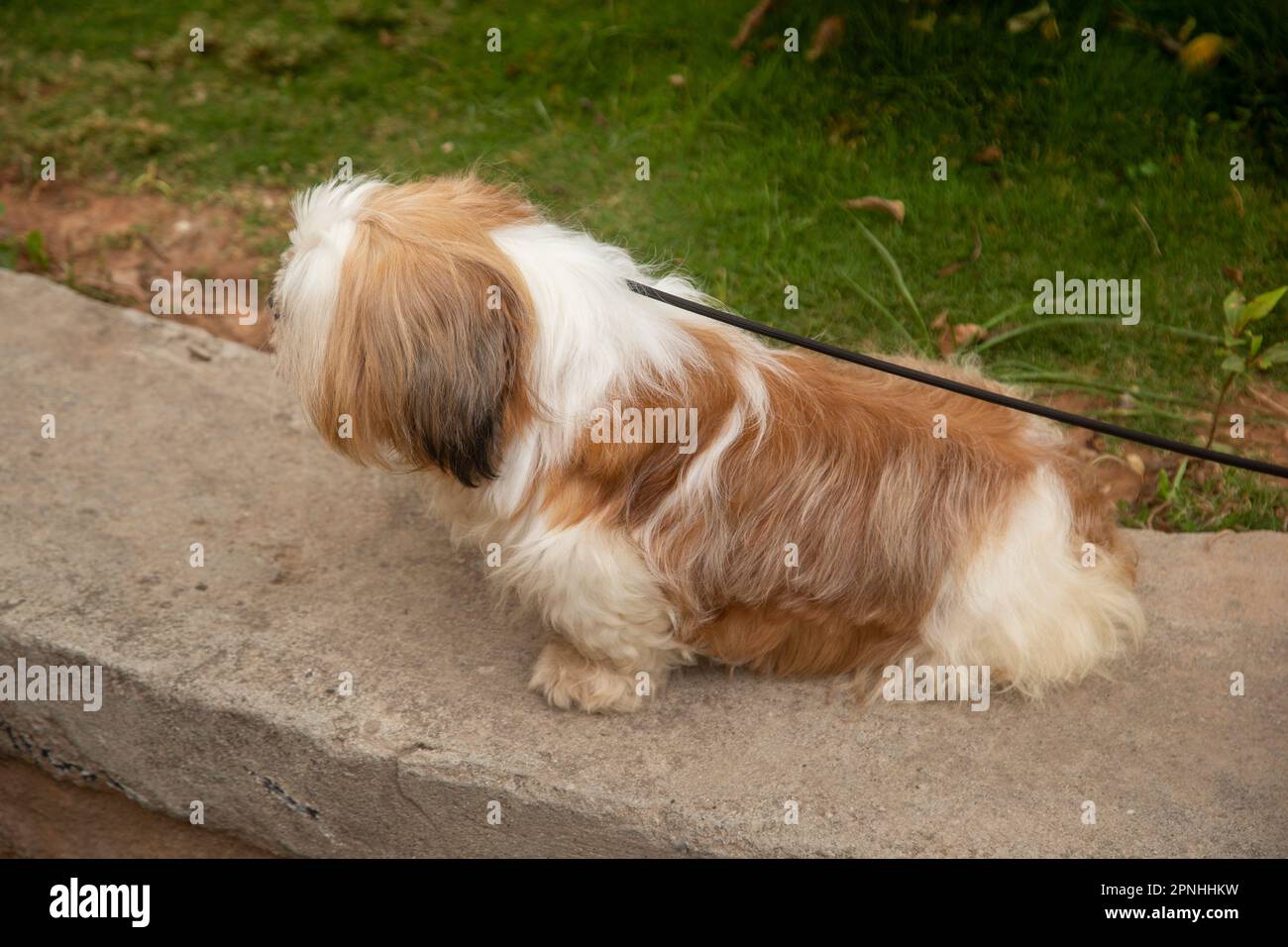 Shih Tzu dog sitting on the steps in the town. a dog in the city. Dog