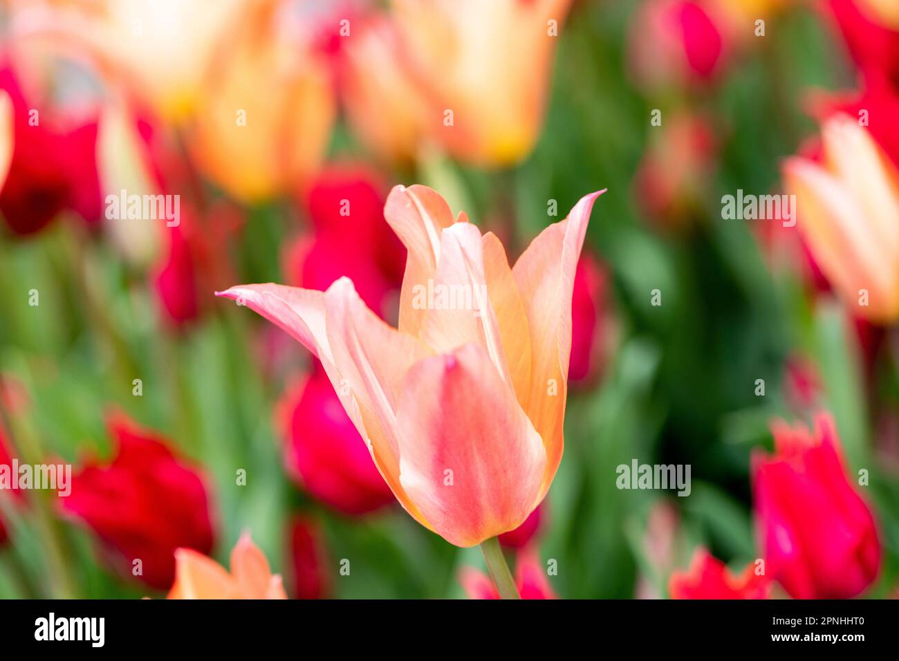 Colourful red and orange Tulips closeup. Dorset, England, UK Stock Photo