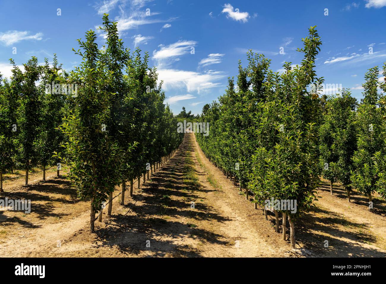 Organic Apple Orchard in Portugal Stock Photo