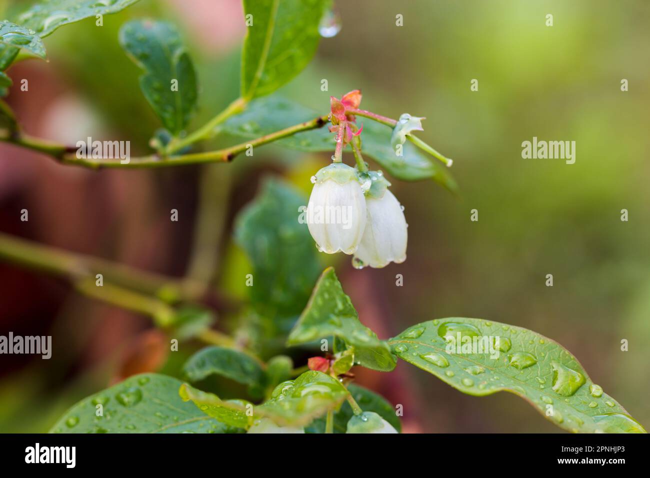 Blueberry during spring flowering, closeup of the plant. White flowers