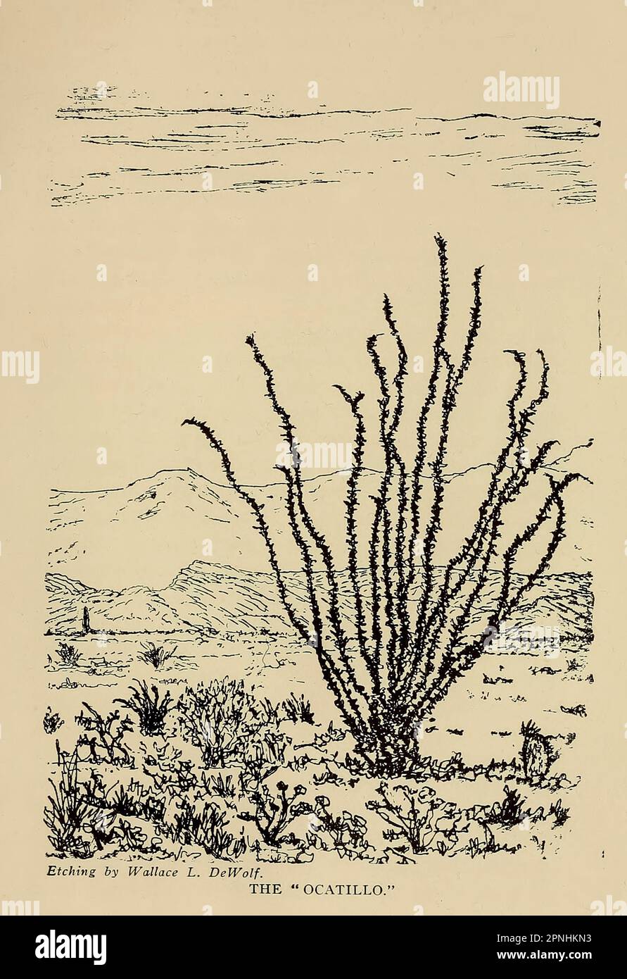 The Ocatillo or ocotillo from the book ' New Mexico, the land of the