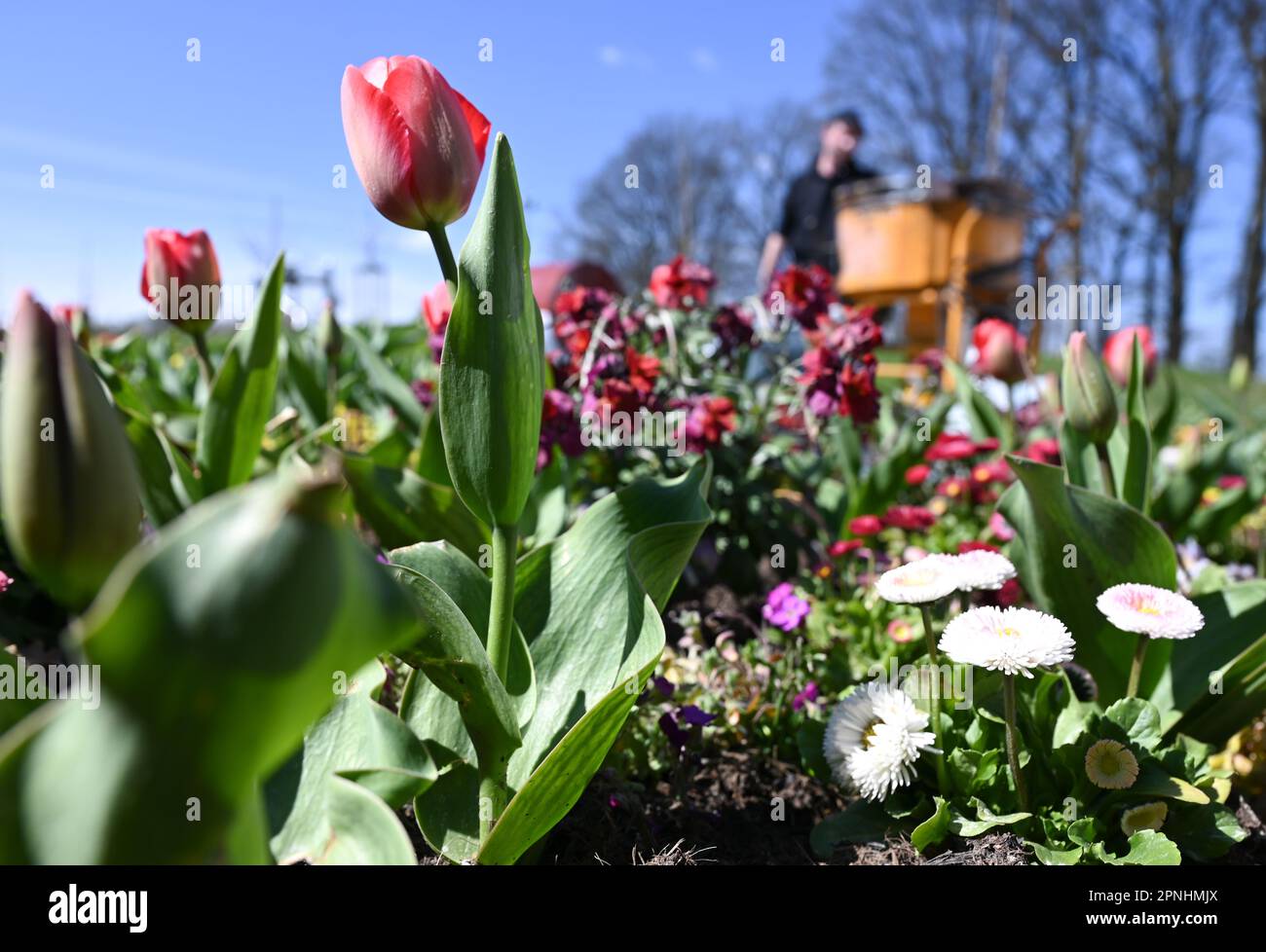 Fulda, Germany. 19th Apr, 2023. A gardener is busy on the grounds of