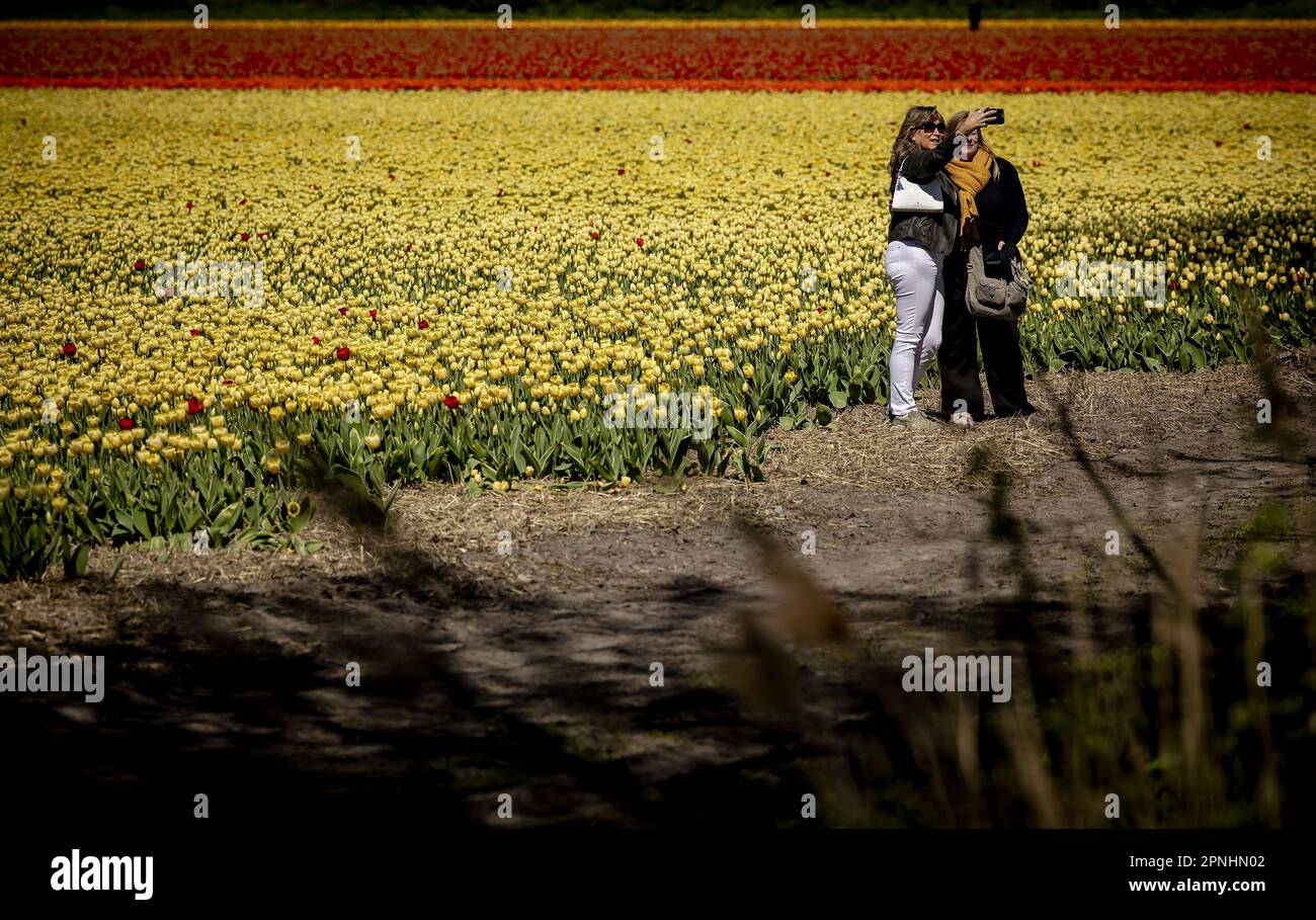 LISSE - Tourists visit the Bollenstreek. The fields are in full bloom again in the spring with tulips and hyacinths. ANP ROBIN VAN LONKHUIJSEN netherlands out - belgium out Stock Photo
