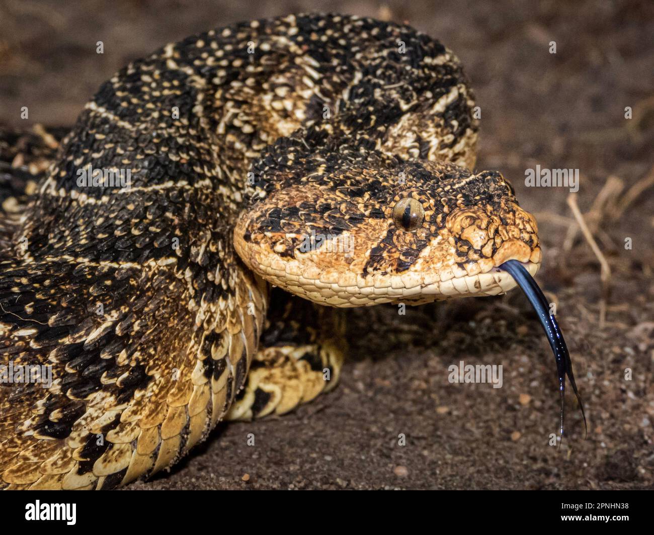 A Puff Adder, a dangerously venomous snake viper from South Africa