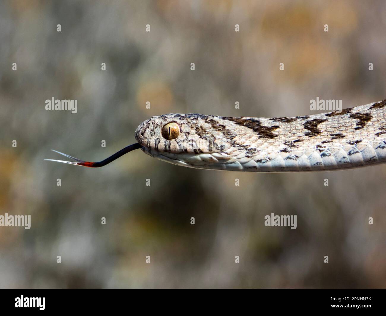 A closeup shot of a Rhombic Egg-Eater, a harmless snake from South Africa. Stock Photo