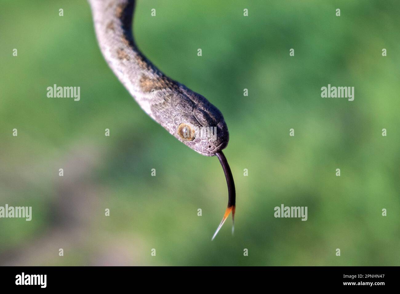 A closeup shot of a Rhombic Egg-Eater, a harmless snake from South Africa. Stock Photo