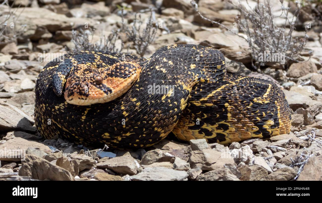 A Puff Adder, a dangerously venomous snake viper from South Africa