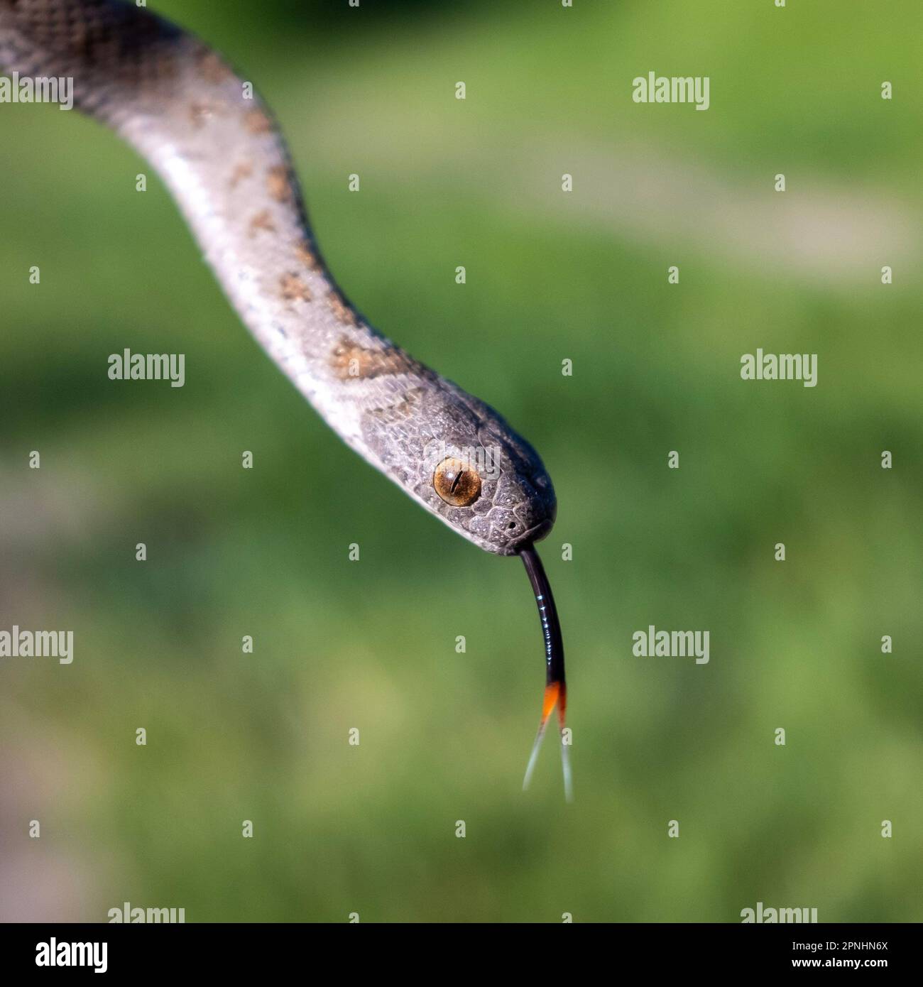 A closeup shot of a Rhombic Egg-Eater, a harmless snake from South Africa. Stock Photo