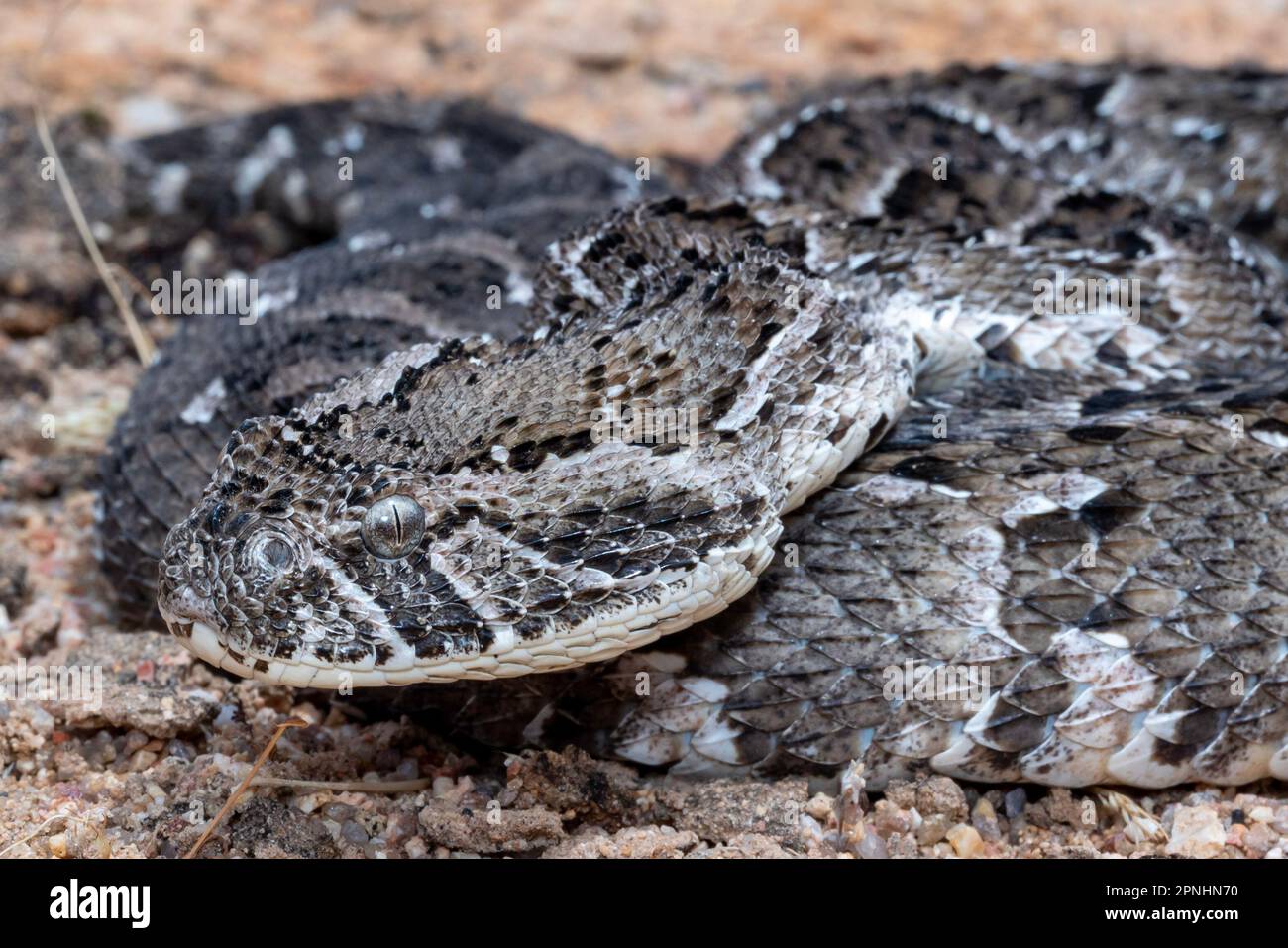 A Puff Adder, a dangerously venomous snake viper from South Africa