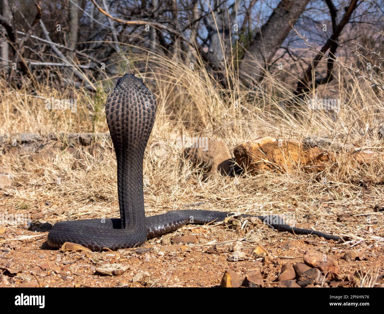 A Rinkhals, a dangerously venomous spitting snake from South Africa. Stock Photo