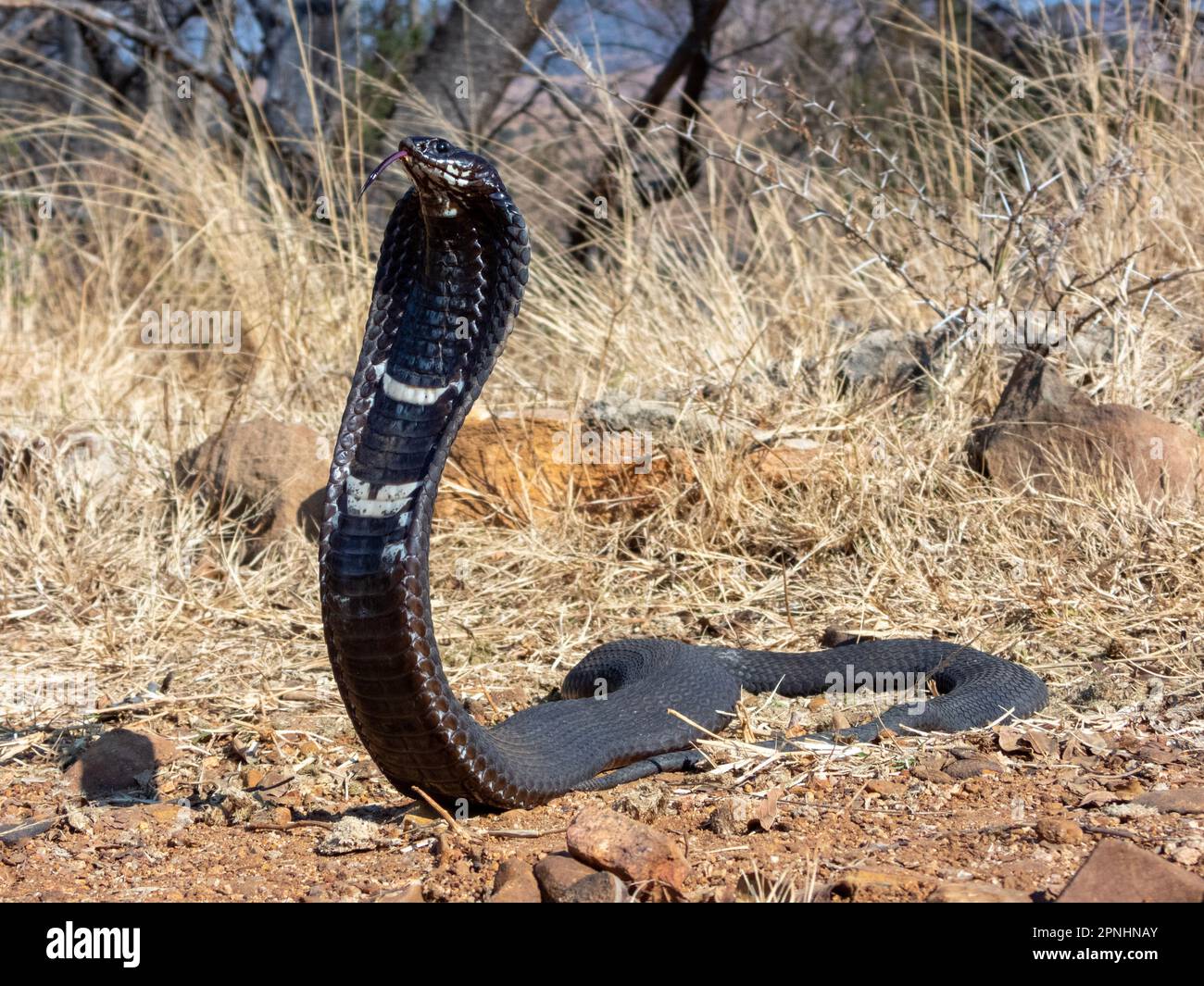 A Rinkhals, a dangerously venomous spitting snake from South Africa. Stock Photo