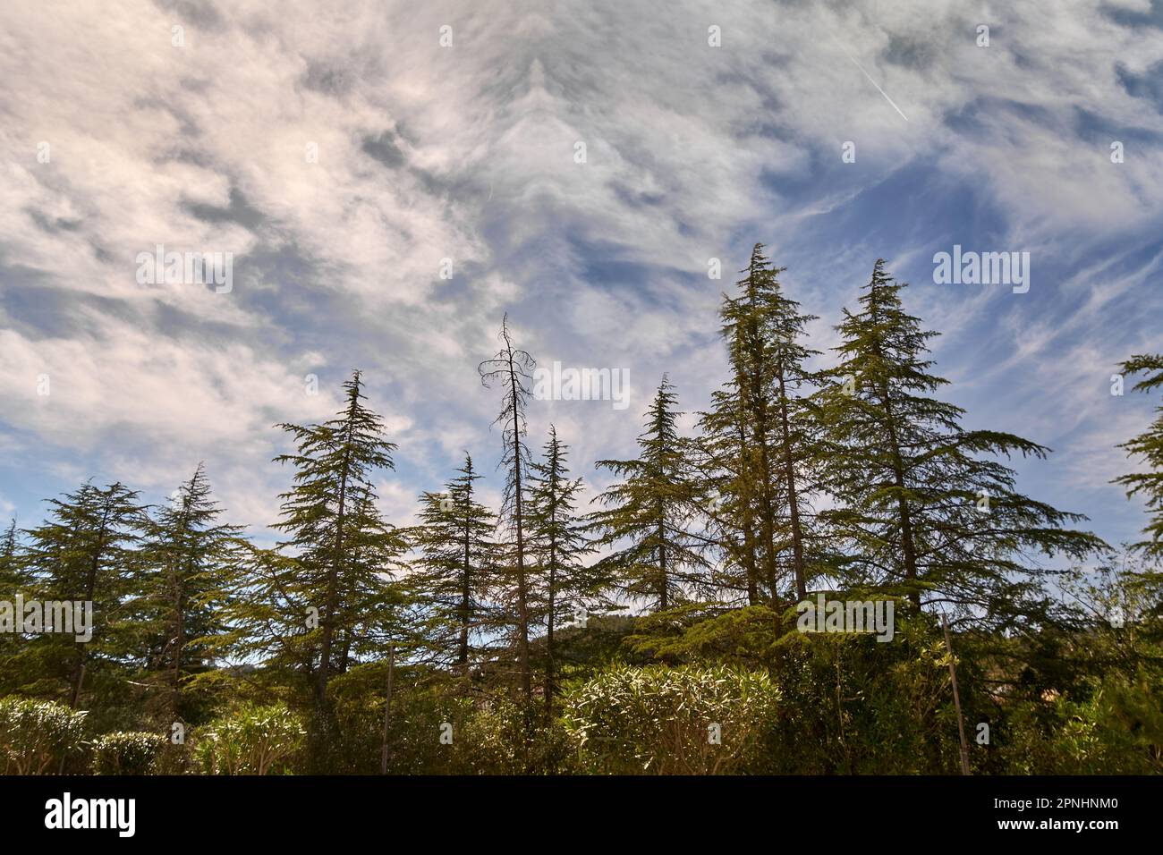 Cedrus tree with few leaves under a radiant blue sky. Stock Photo