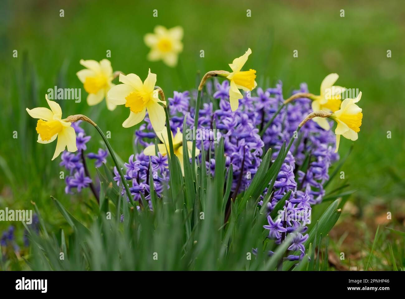 Daffodil, narcissus  with hyacinth flowers, hyacinthus orientalis in the front garden, closeup Trencin, Slovakia Stock Photo