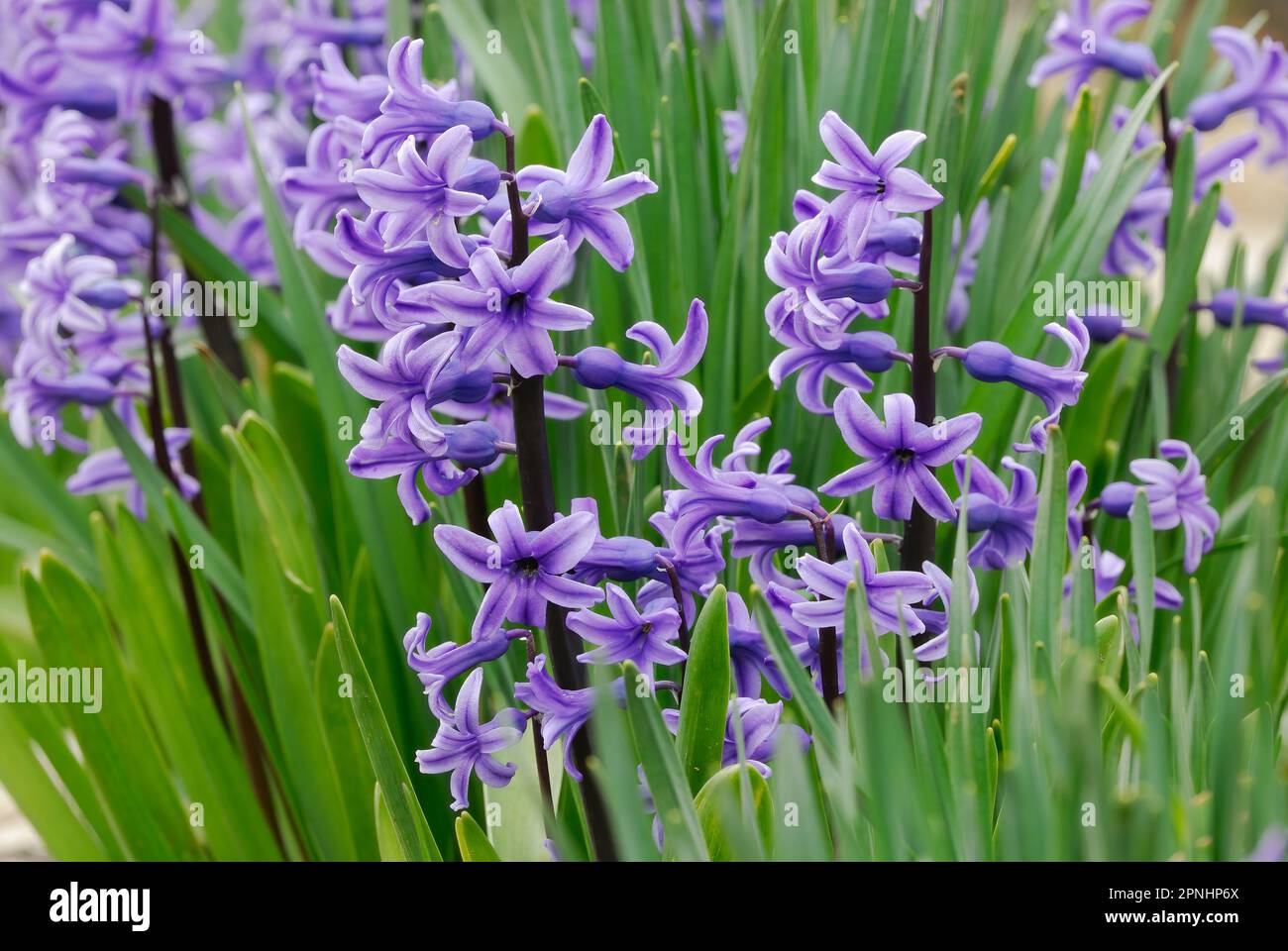 Hyacinthus orientalis, the common hyacinth flowers with green leaves, closeup. Natural background. Growing in the front garden, Trencin Slovakia Stock Photo