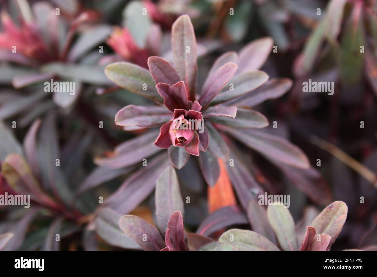 A purple euphorbia plant in the garden Stock Photo