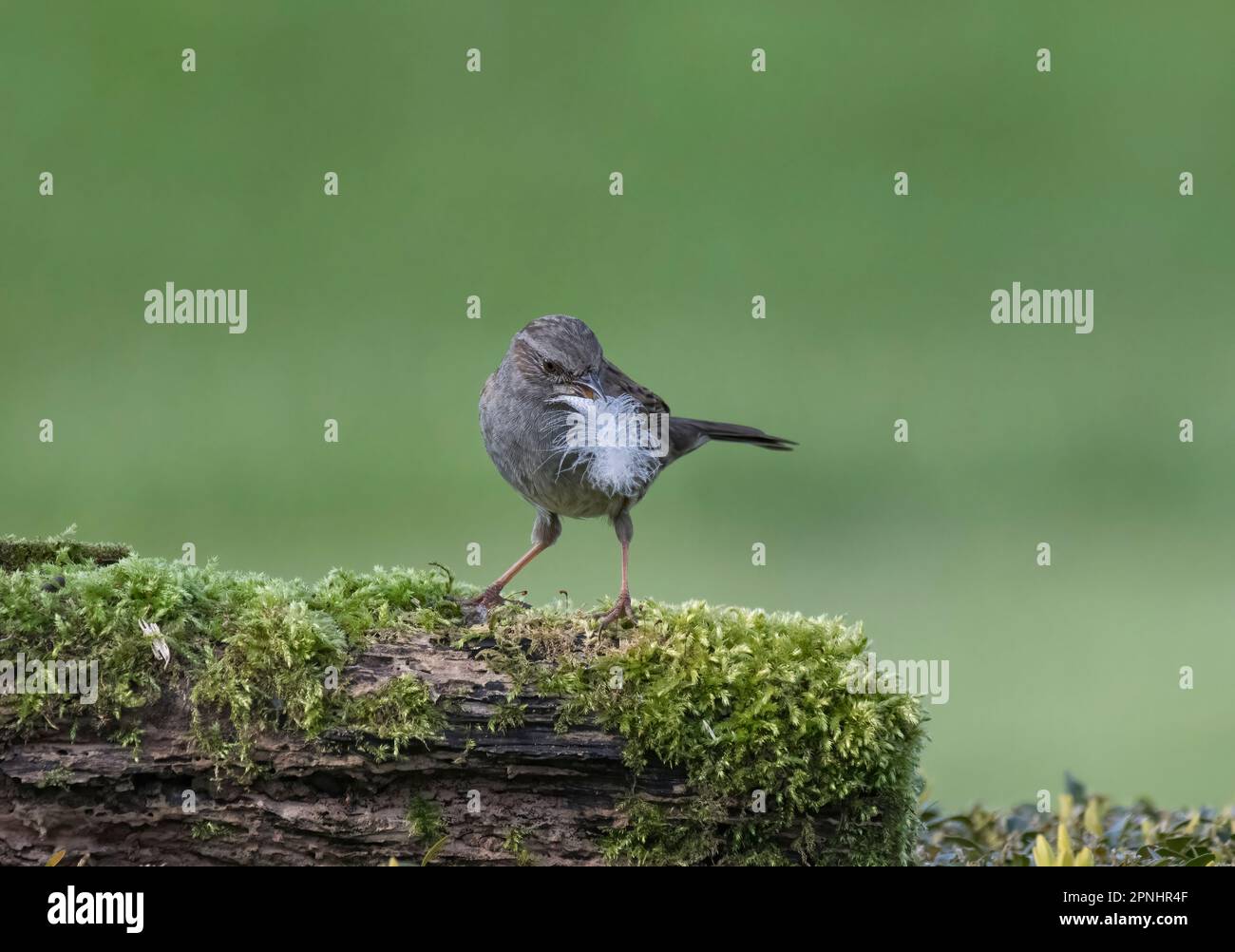 Dunnock, Prunella modularis, with nesting material, in its beak, perched on a log, UK Stock Photo