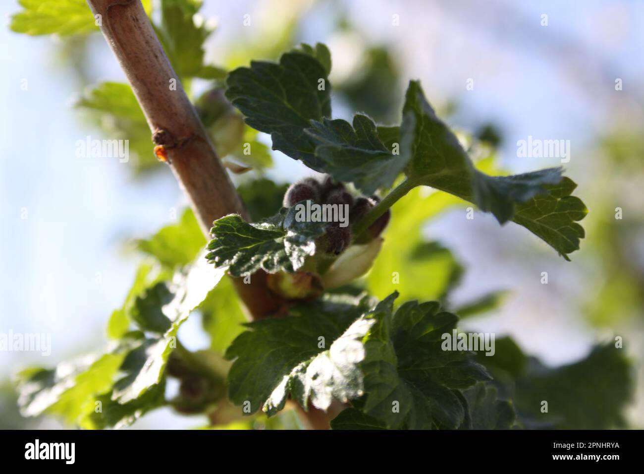 A tree branch with green leaves and buds Stock Photo - Alamy