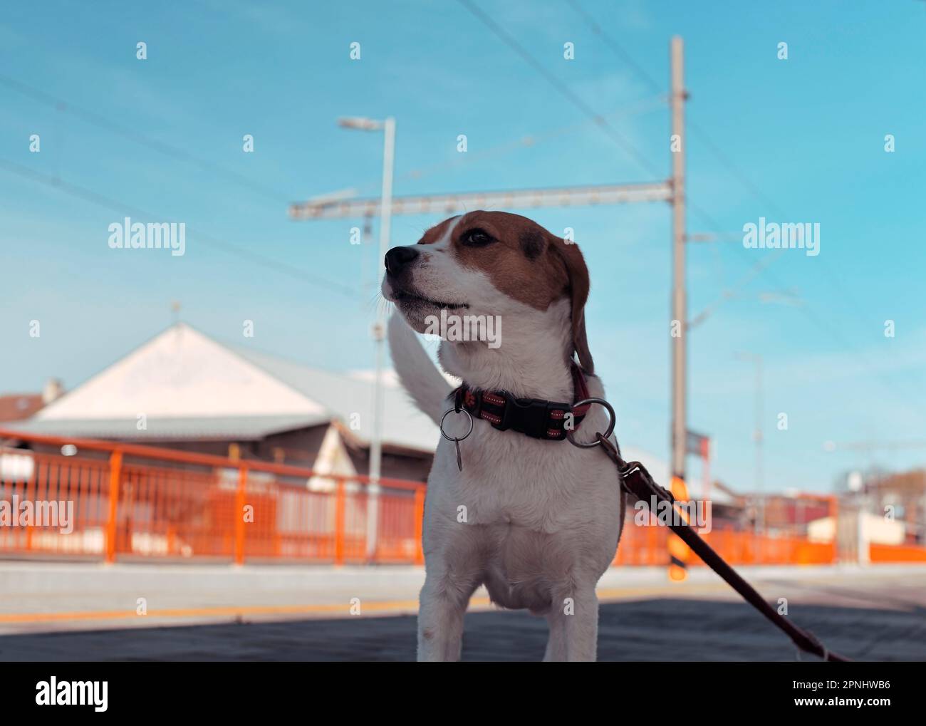 A dog waits for his owner at the train station. The concept of loyalty ...