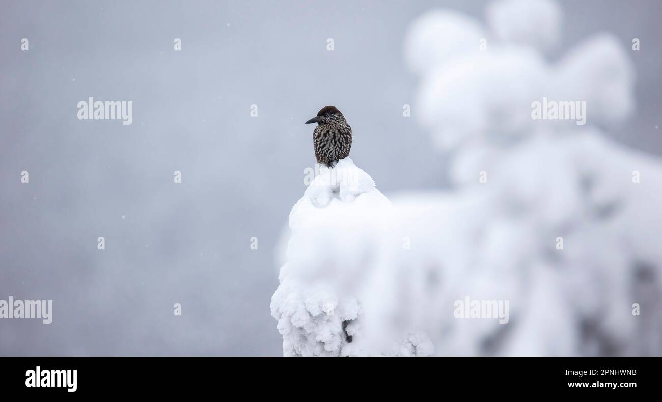 Nucifraga caryocatactes sitting on a snowy branch, the best photo. Stock Photo