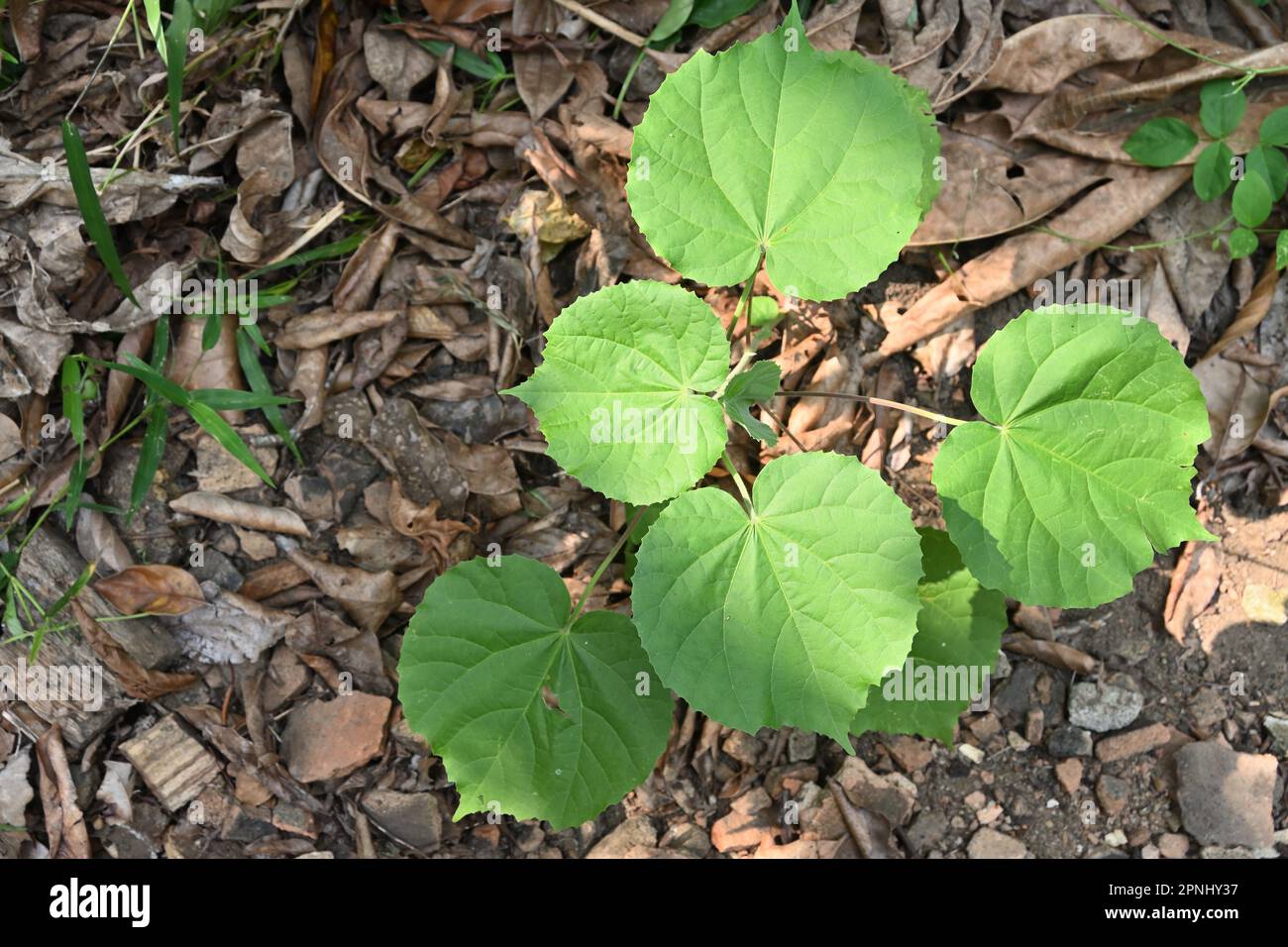 An Indian Mallow (Abutilon Indicum) medicinal plant growing in the backyard, picture taken from the above Stock Photo