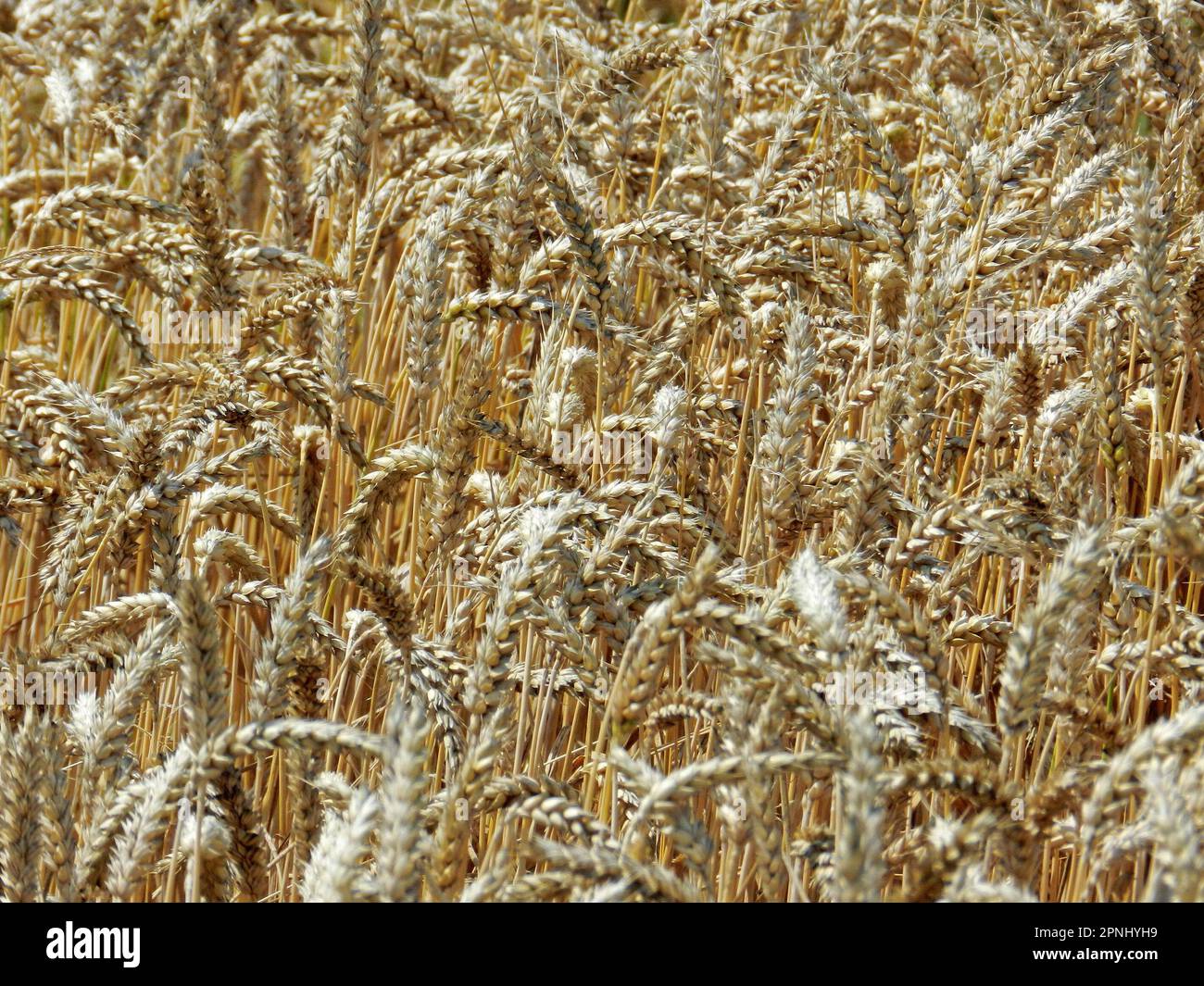 Plants triticum hi-res stock photography and images - Alamy