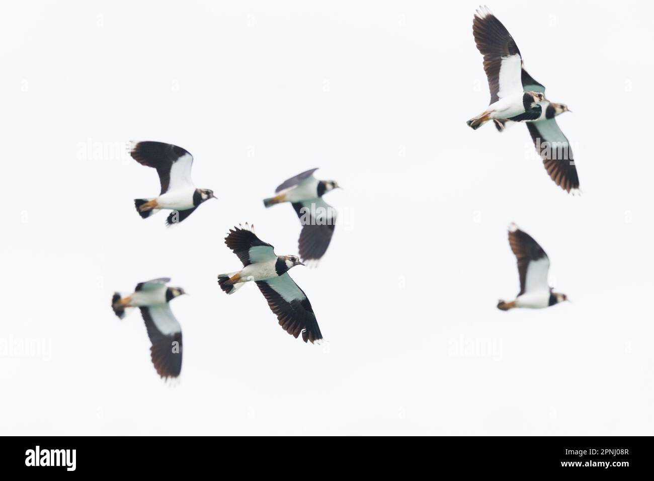 flock of isolated lapwing birds (vanellus vanellus) in flight with